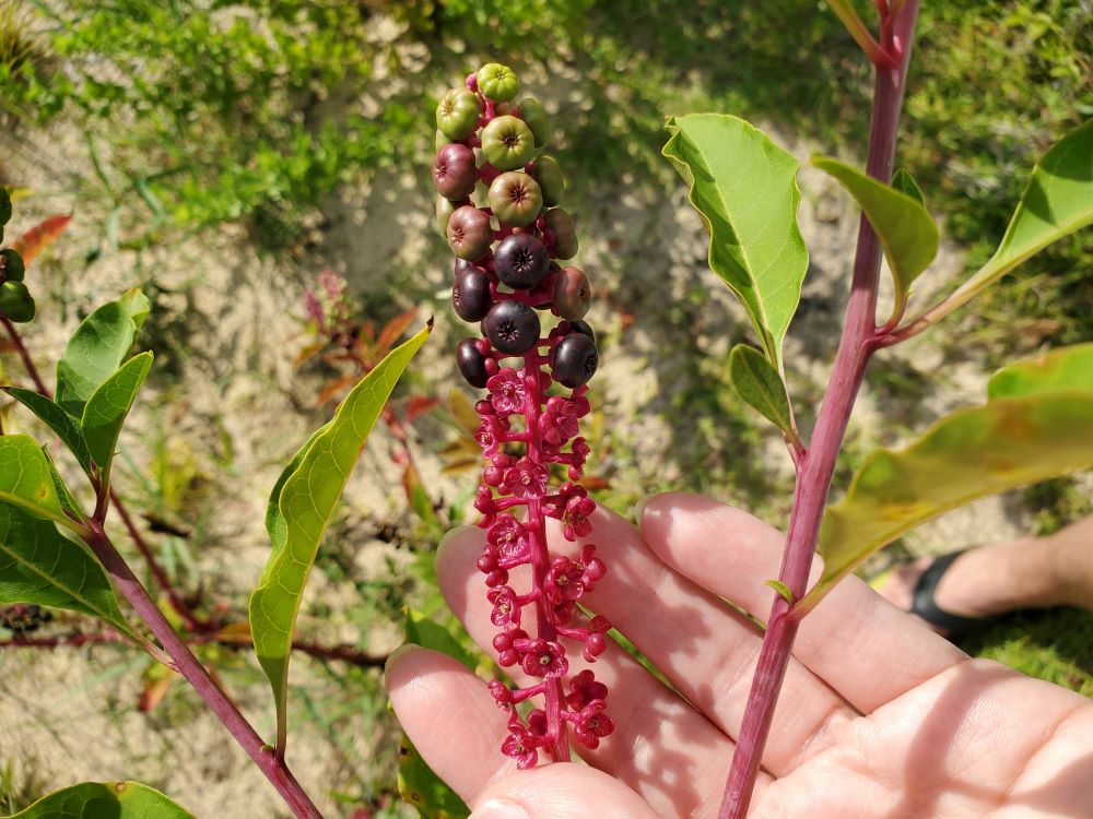 Raceme with berries, and empty sepals where the berries were eaten